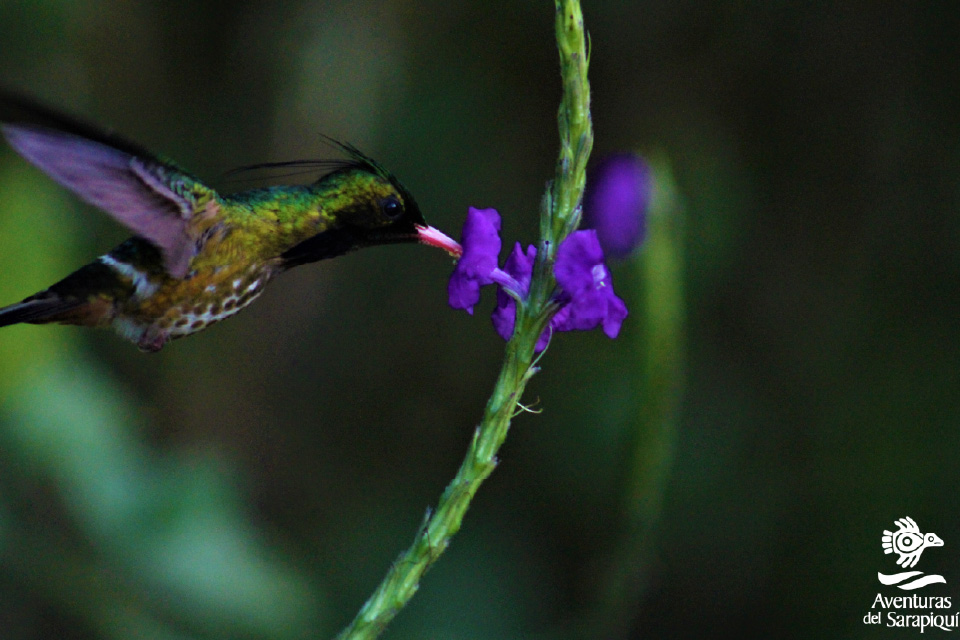 Lapa verde Reserve-sarapiqui