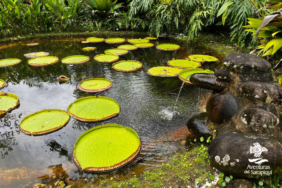 Lapa verde Reserve slide-sarapiqui