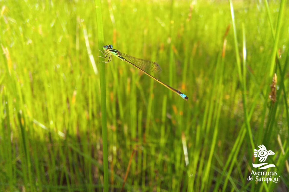 Lapa verde Reserve slide4-sarapiqui